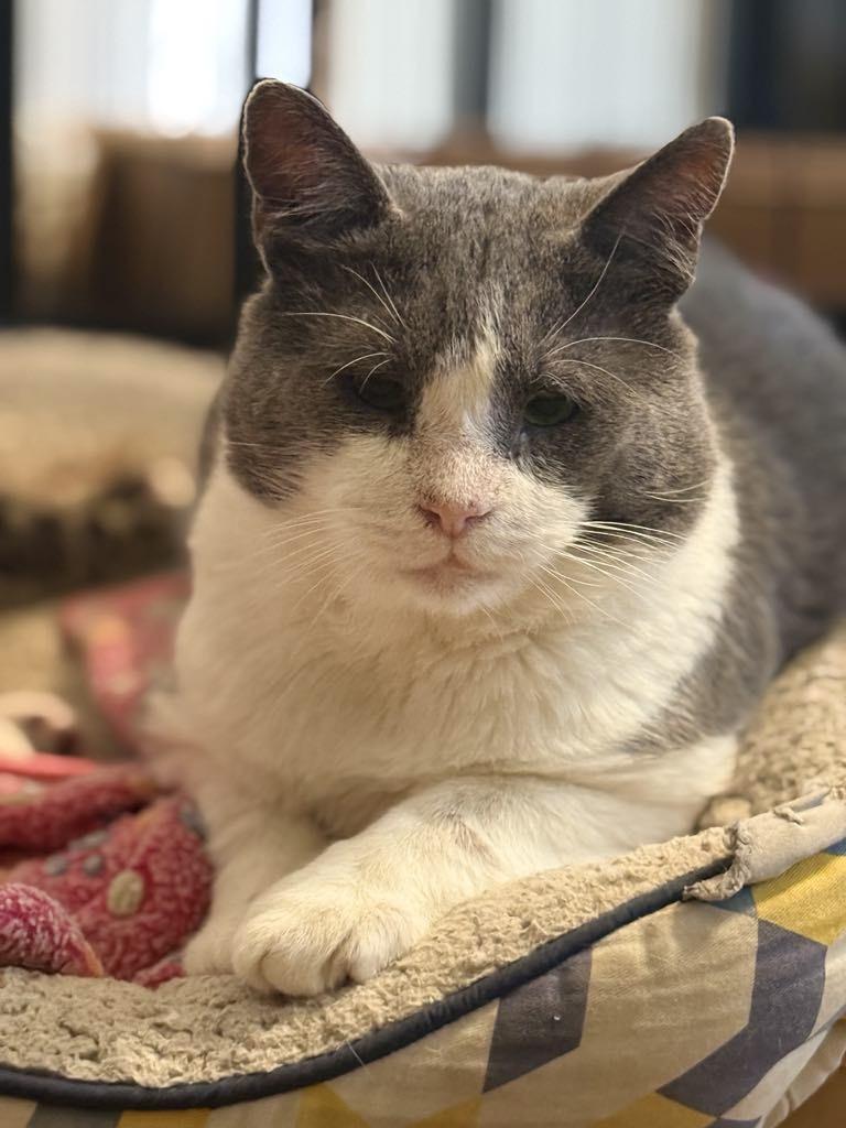 Ollie, a Adoptable Tuxedo in Los Angeles, CA image 3/6