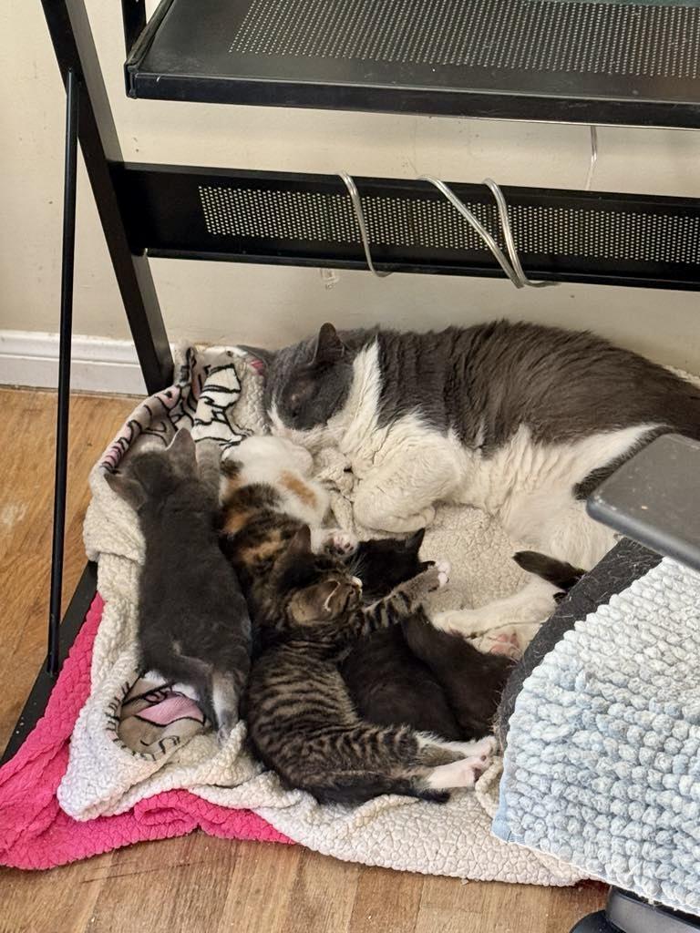 Ollie, a Adoptable Tuxedo in Los Angeles, CA image 4/6