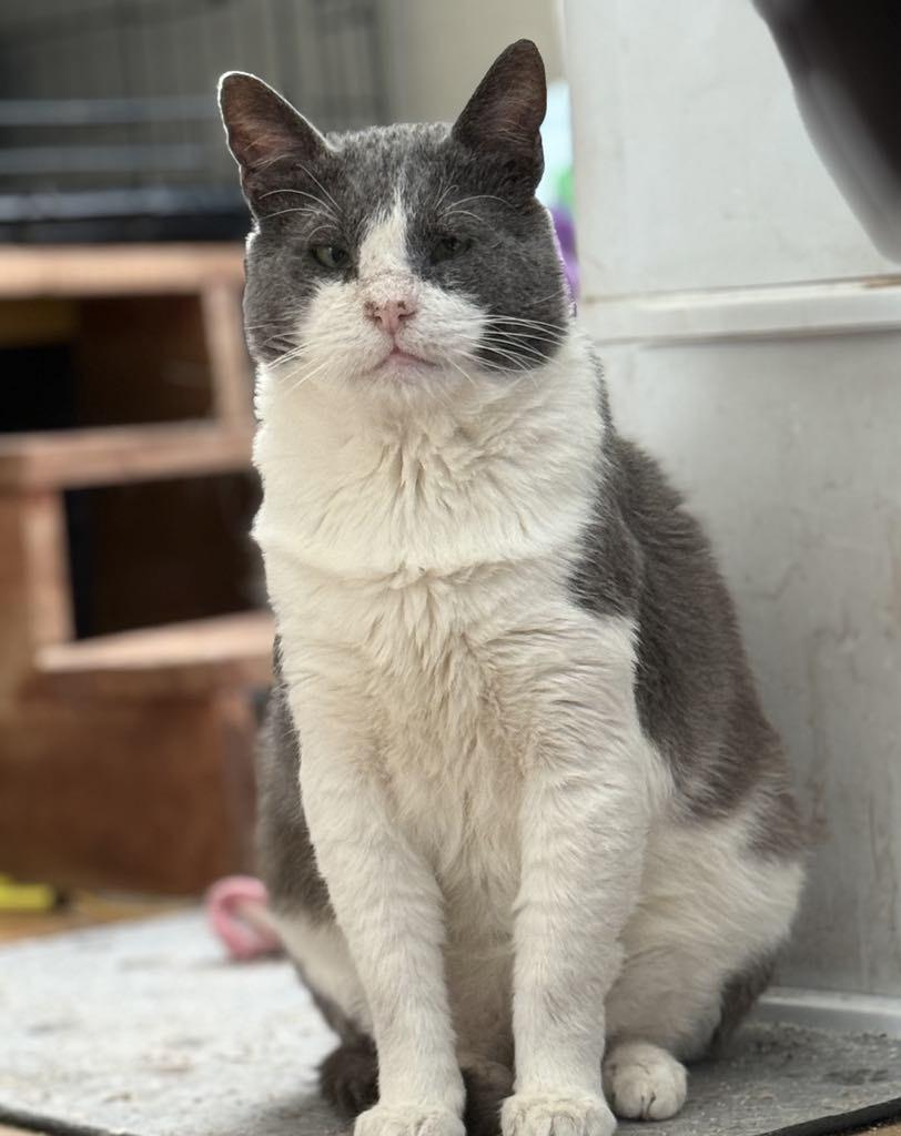 Ollie, a Adoptable Tuxedo in Los Angeles, CA image 5/6