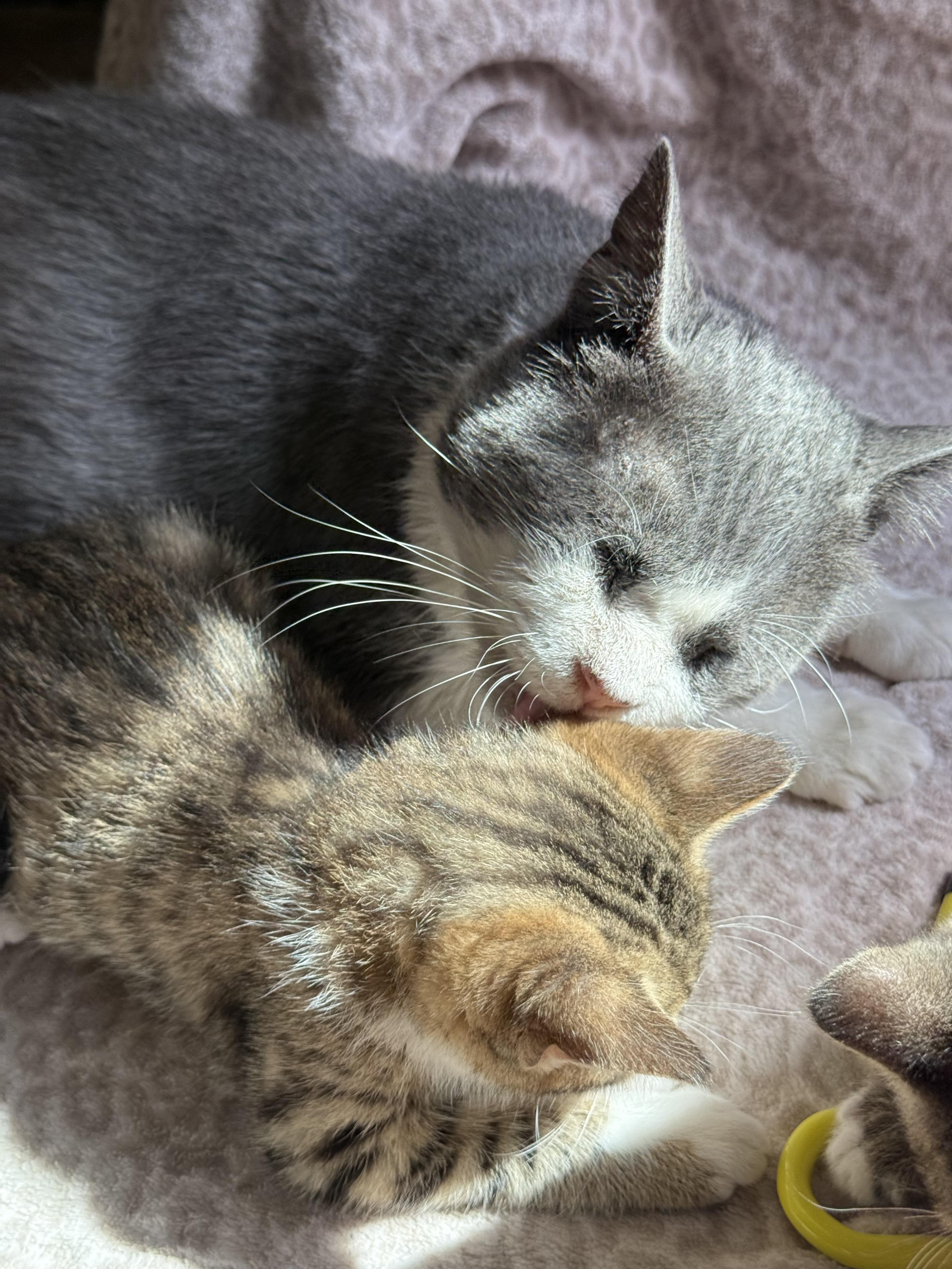Ollie, a Adoptable Tuxedo in Los Angeles, CA image 6/6