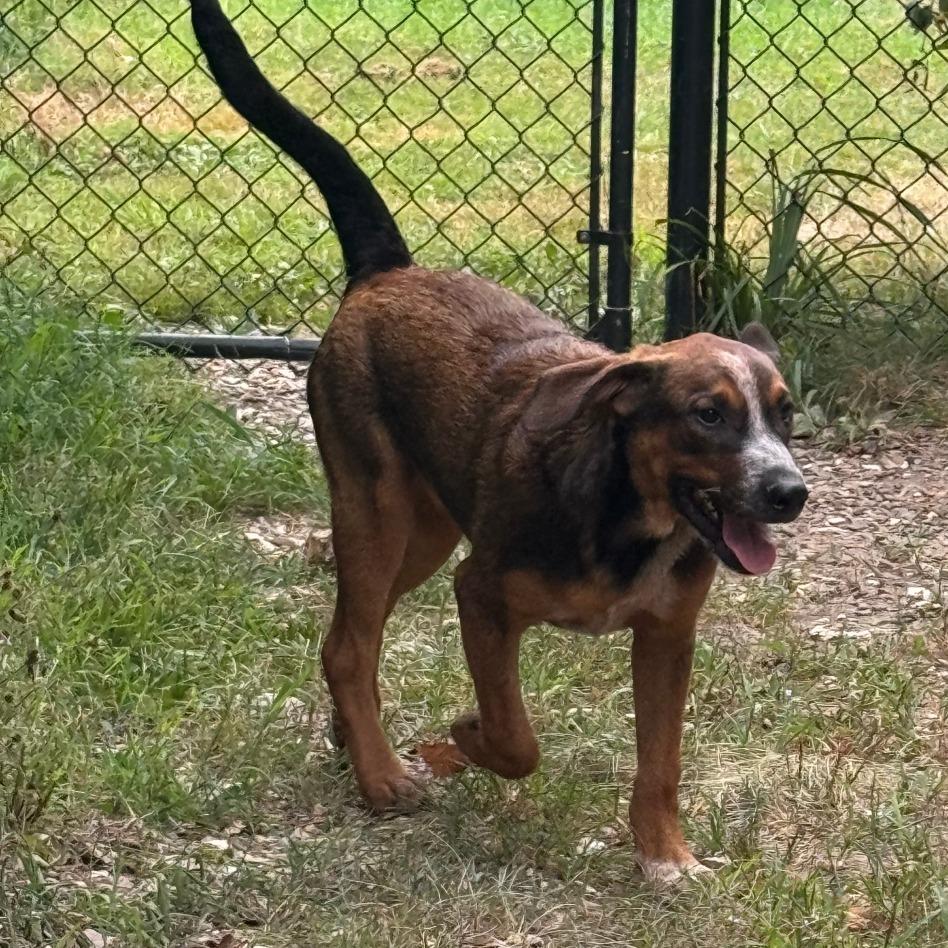 Duke, Adoptable, Puppy Male Cattle Dog & Coonhound.