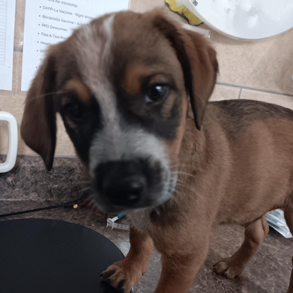 Duke, a Adoptable mixed breed in Eureka Springs, AR image 2/6