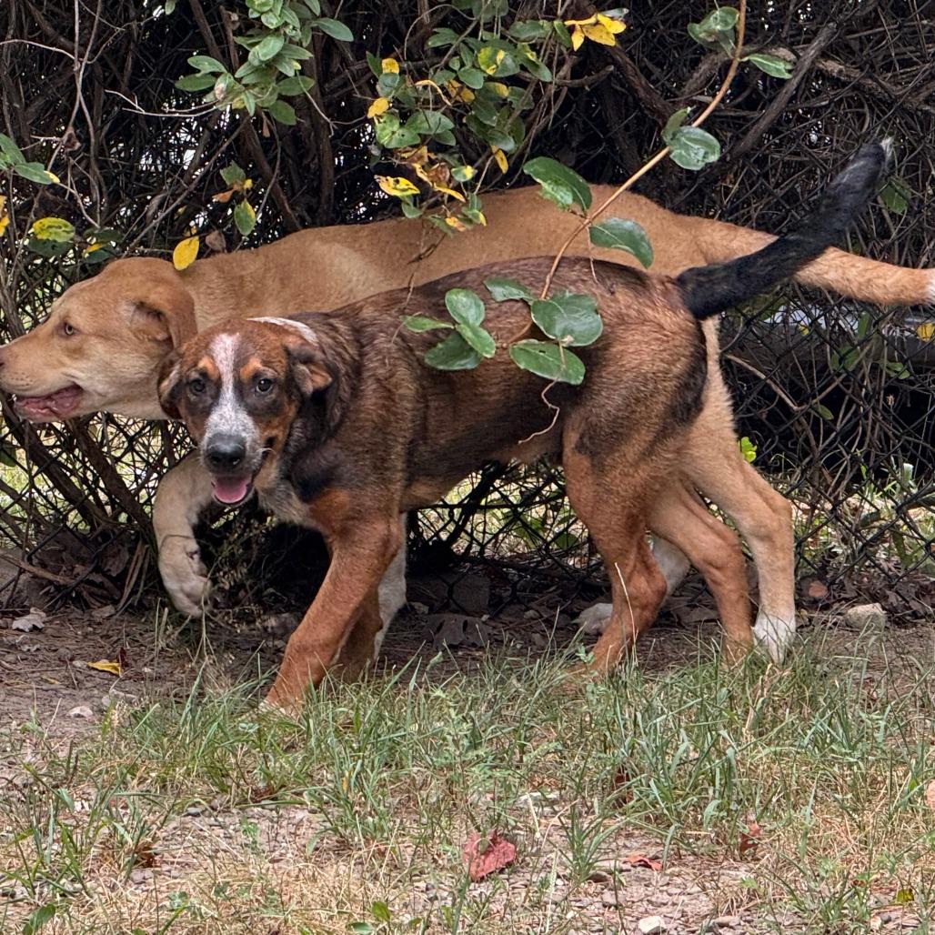 Duke, a Adoptable mixed breed in Eureka Springs, AR image 3/6