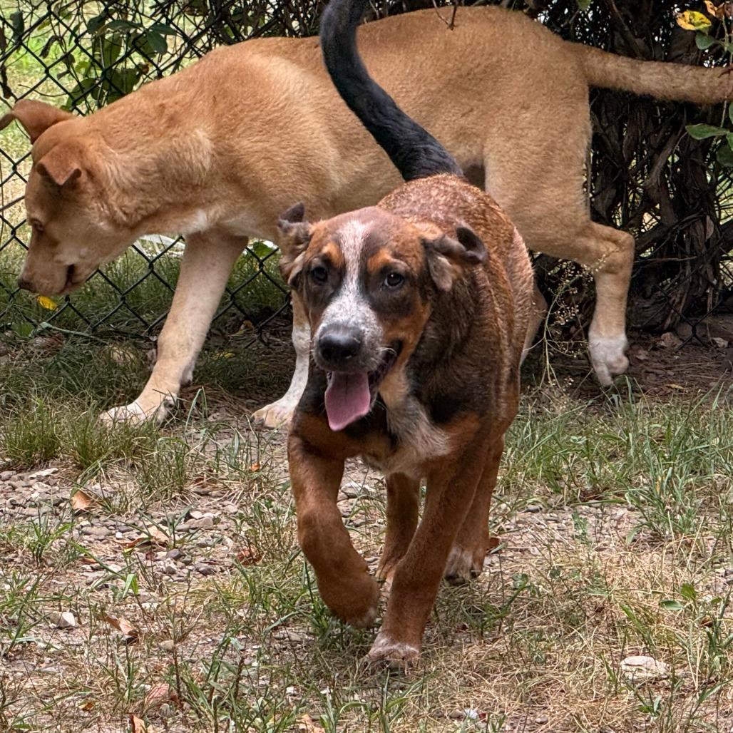 Duke, a Adoptable mixed breed in Eureka Springs, AR image 4/6