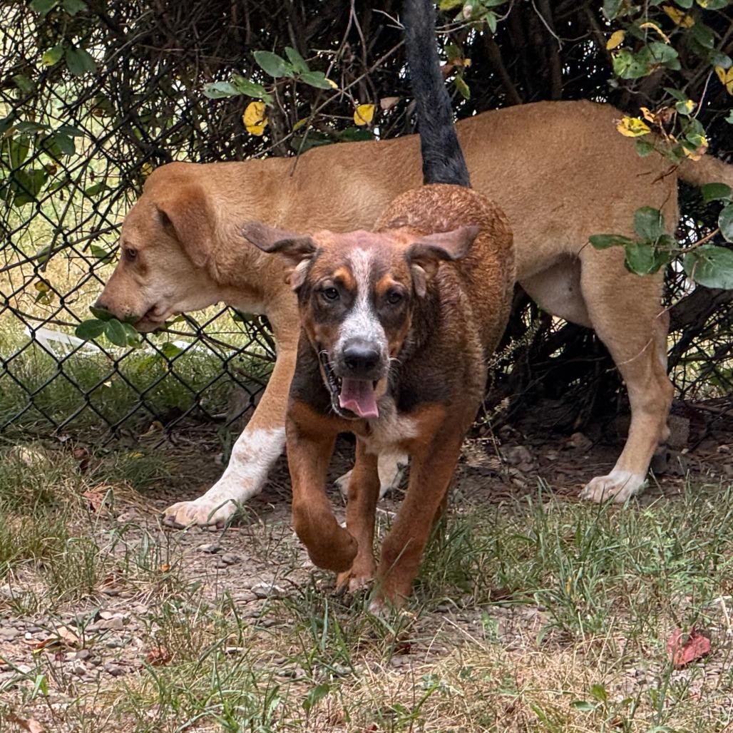 Duke, a Adoptable mixed breed in Eureka Springs, AR image 5/6