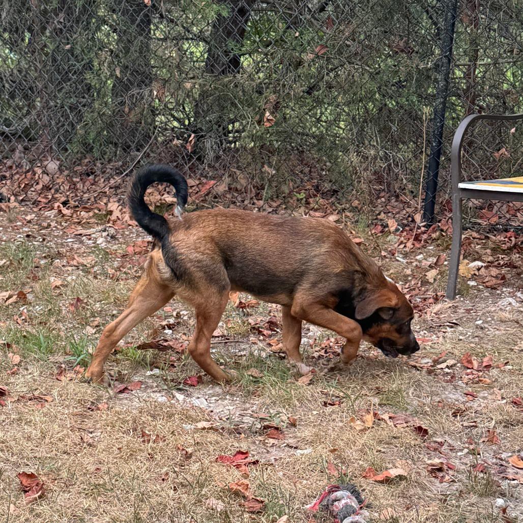 Duke, a Adoptable mixed breed in Eureka Springs, AR image 6/6