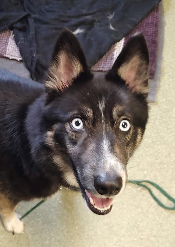 Enlarge Mia, a Adoptable mixed breed in Vancouver, WA image 1/1