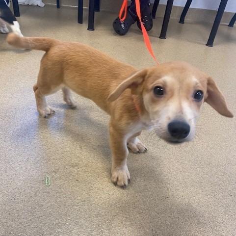 Enlarge Oliver, a Adoptable mixed breed in West Palm Beach, FL image 1/1