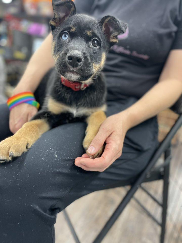 Enlarge Knight, a Adoptable mixed breed in Calgary, AB image 2/4