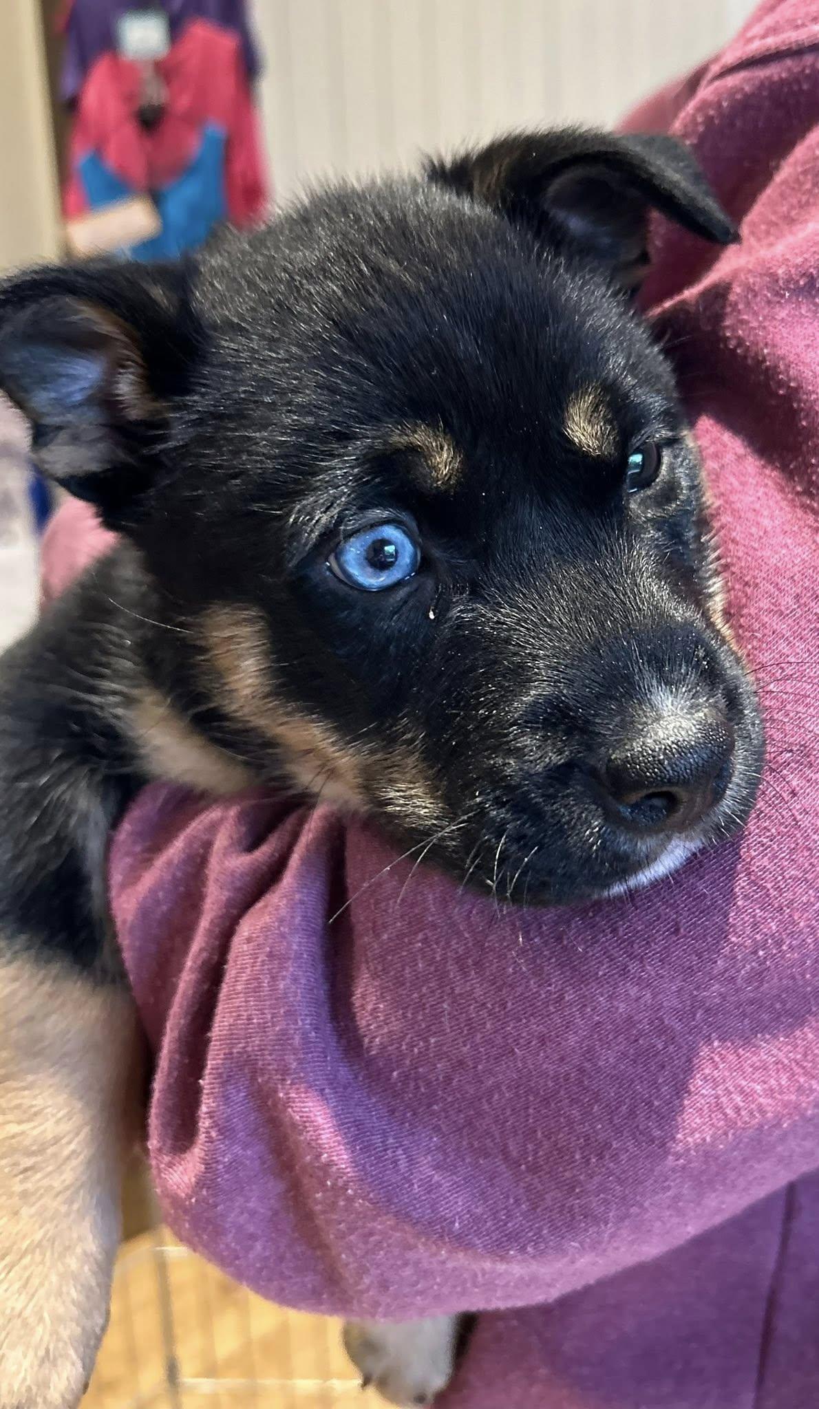 Enlarge Knight, a Adoptable mixed breed in Calgary, AB image 3/4