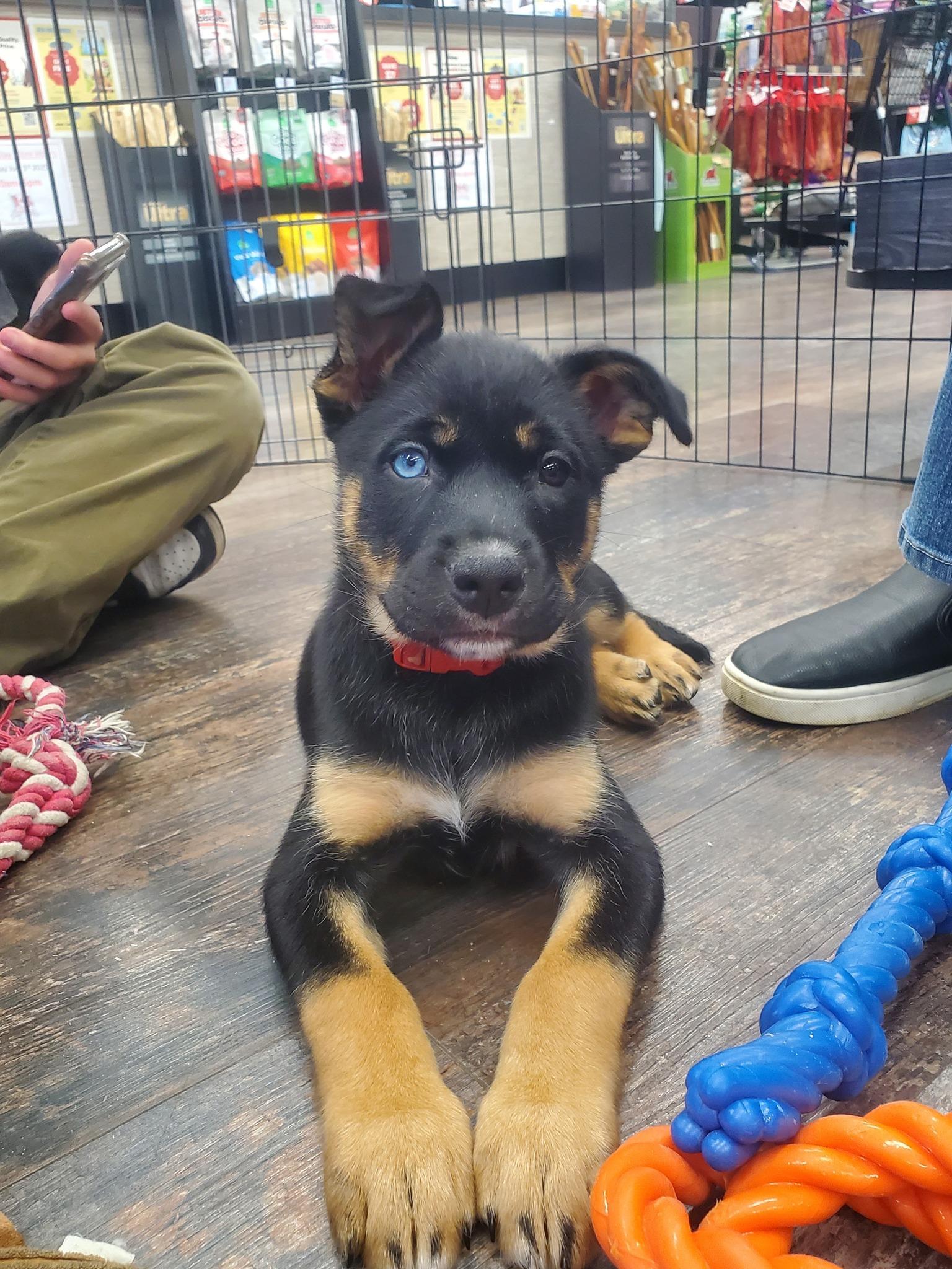 Enlarge Knight, a Adoptable mixed breed in Calgary, AB image 4/4