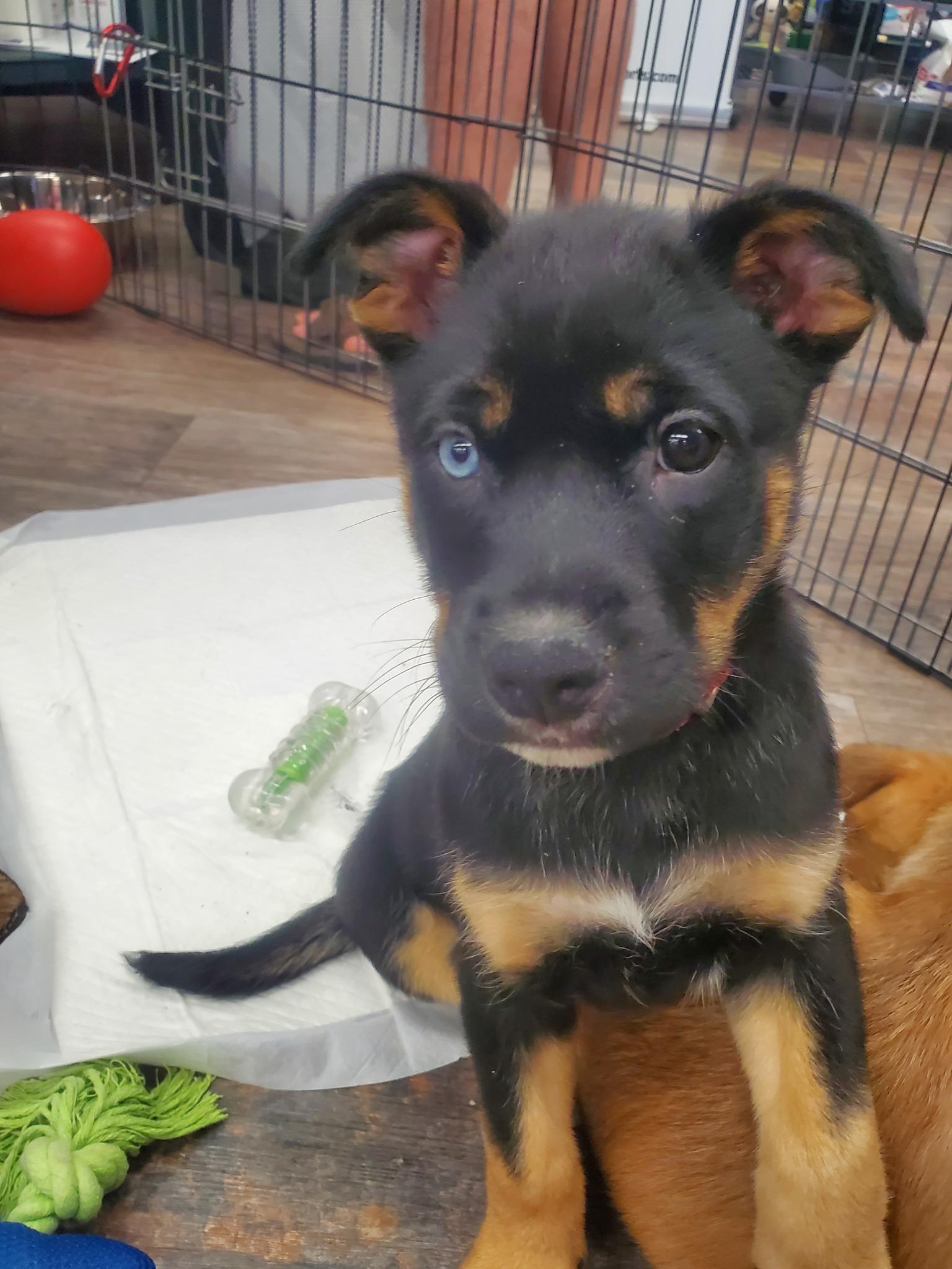 Knight, Adoptable, Puppy Female Shepherd.