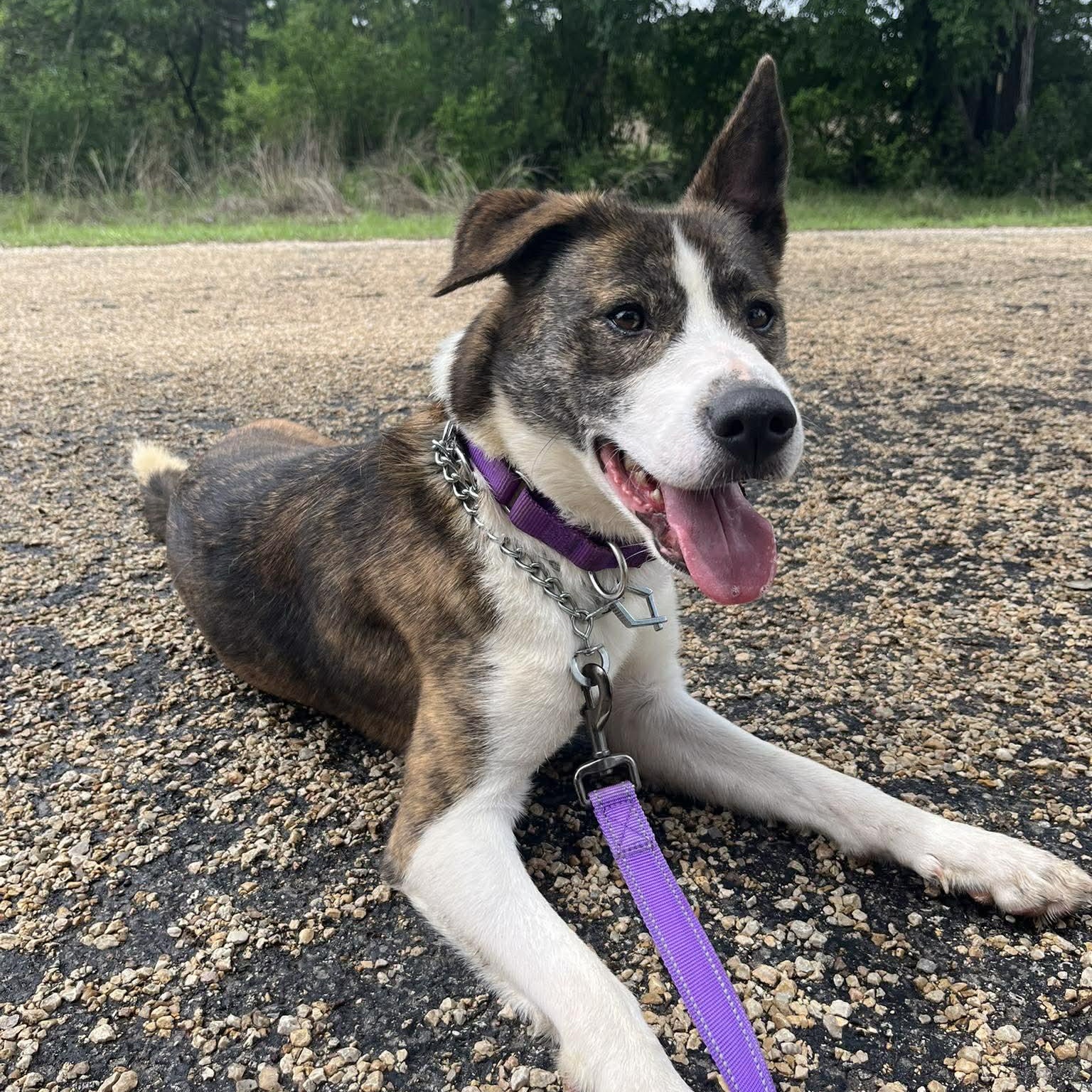 Samoa, adopted, Young Female Catahoula Leopard Dog.