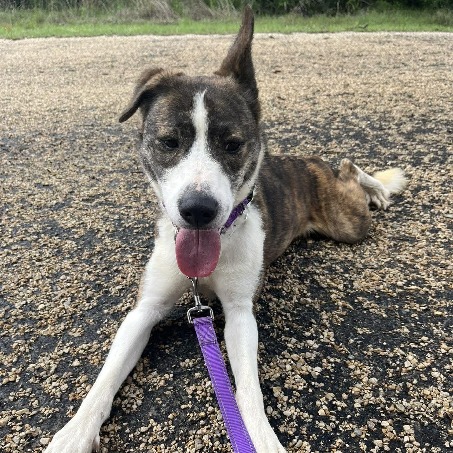 Samoa, an adopted Catahoula Leopard Dog in Center Point, TX image 3/5