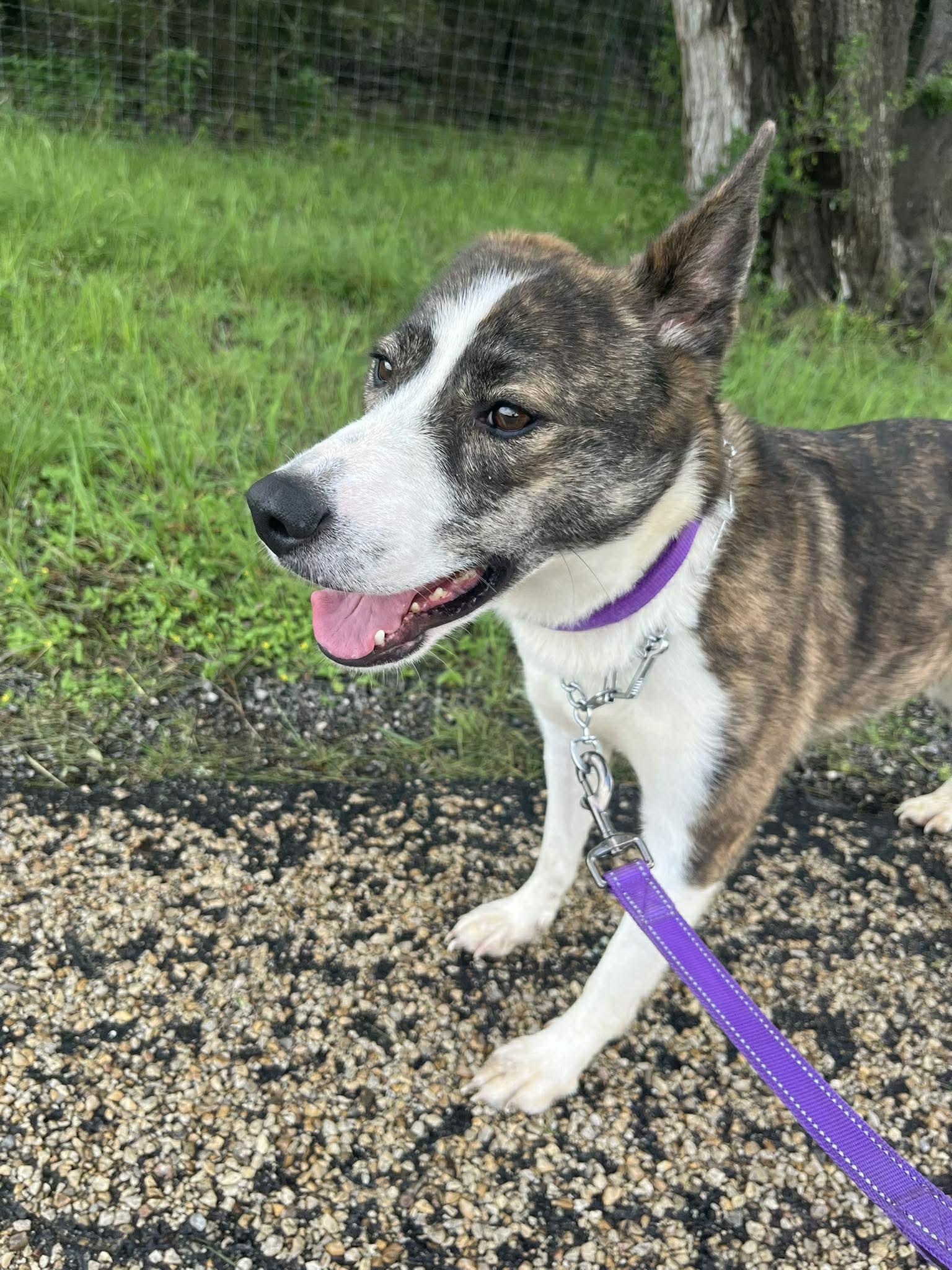 Samoa, an adopted Catahoula Leopard Dog in Center Point, TX image 2/5