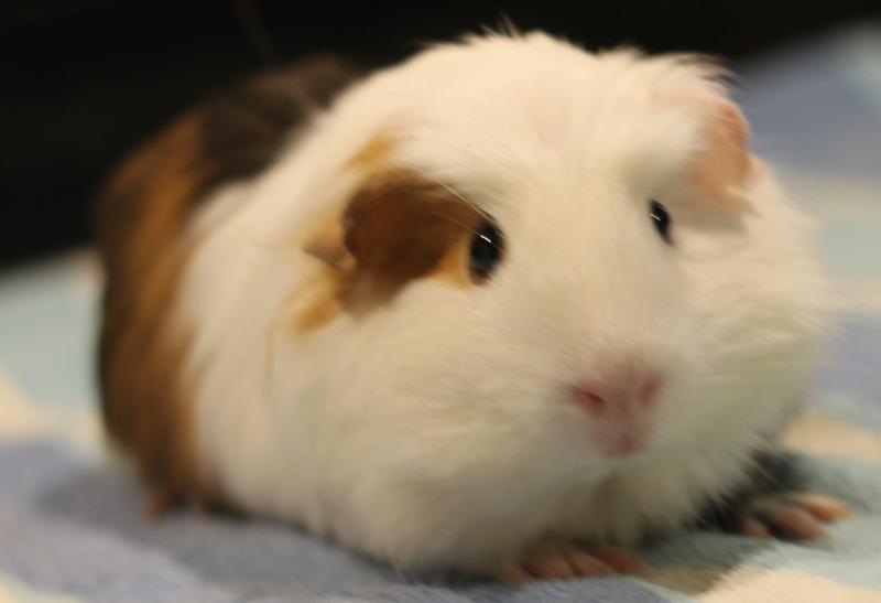 Enlarge Ophelia, a ADOPTABLE Guinea Pig in Budd Lake, NJ image 4/6