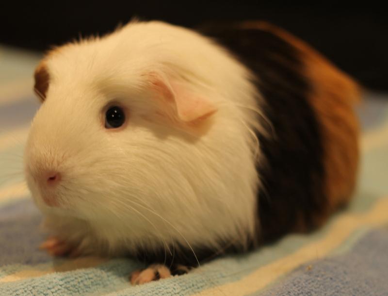 Enlarge Ophelia, a ADOPTABLE Guinea Pig in Budd Lake, NJ image 5/6