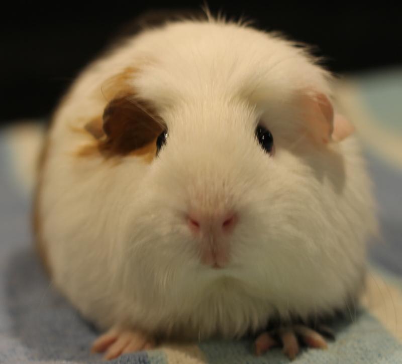 Enlarge Ophelia, a ADOPTABLE Guinea Pig in Budd Lake, NJ image 1/6