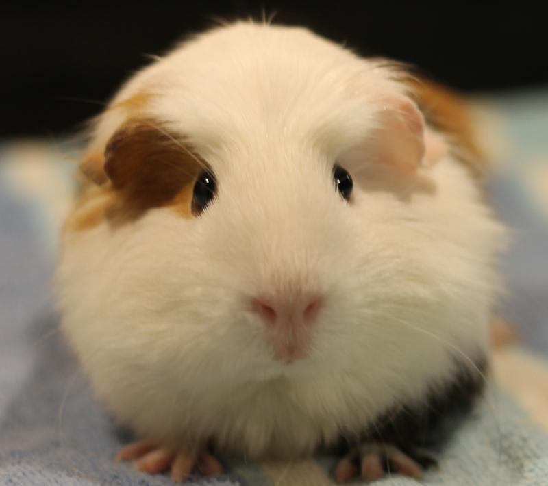 Enlarge Ophelia, a ADOPTABLE Guinea Pig in Budd Lake, NJ image 2/6