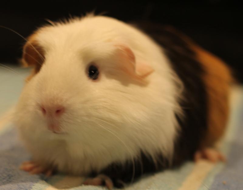 Enlarge Ophelia, a ADOPTABLE Guinea Pig in Budd Lake, NJ image 6/6