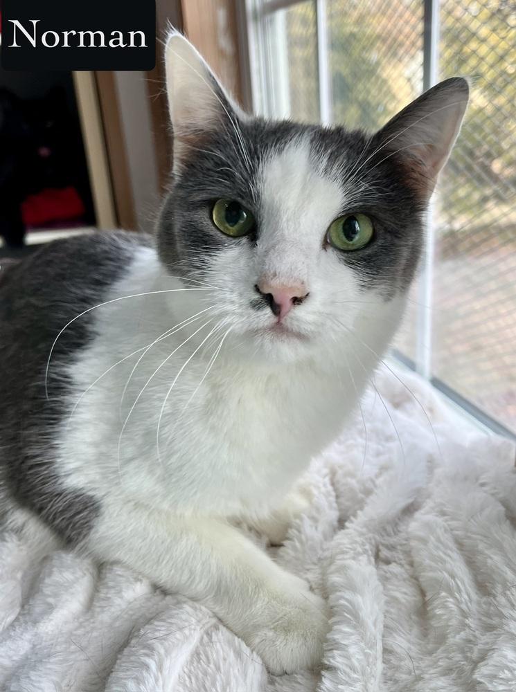 Norman, Adoptable, Adult Male Domestic Short Hair.