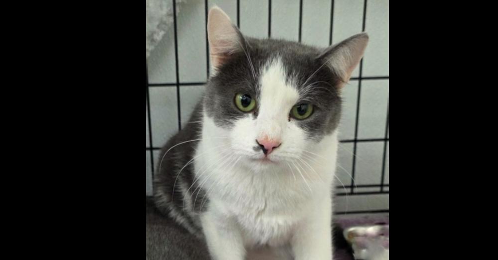 Enlarge Norman, a Adoptable Domestic Short Hair in Chalfont, PA image 1/3