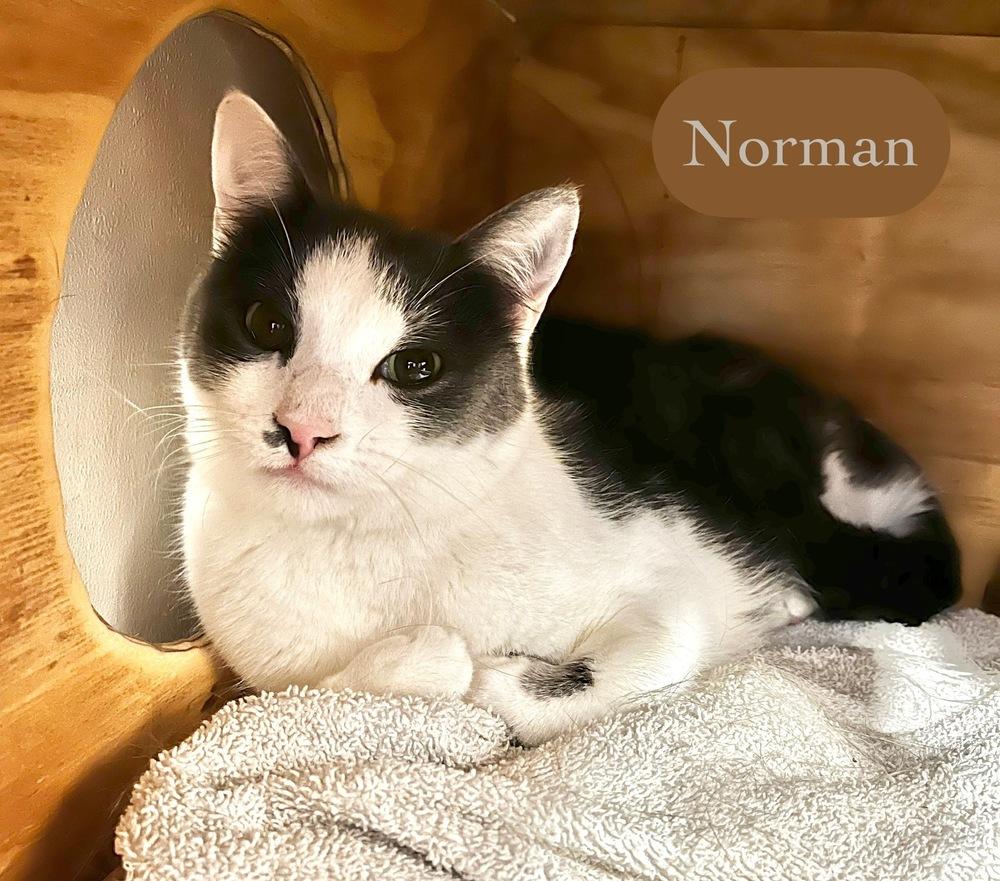Enlarge Norman, a Adoptable Domestic Short Hair in Chalfont, PA image 2/3