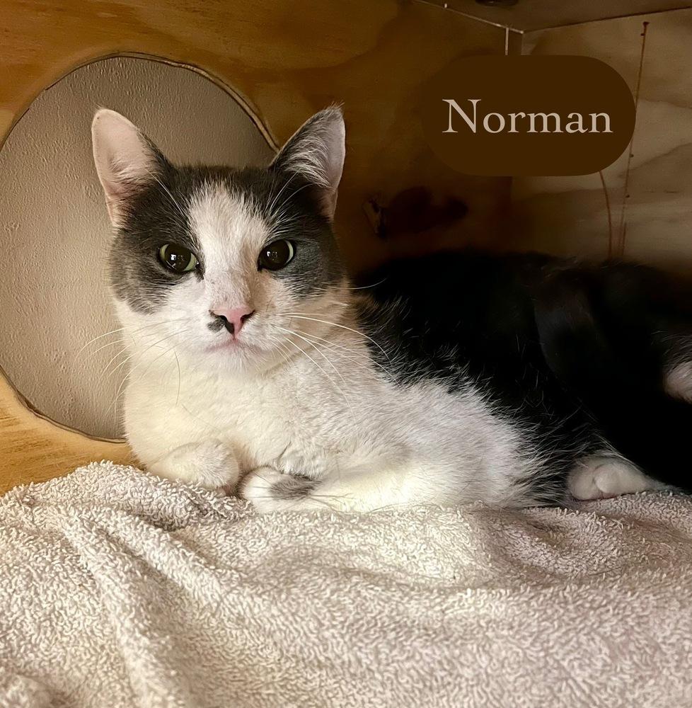 Enlarge Norman, a Adoptable Domestic Short Hair in Chalfont, PA image 3/3