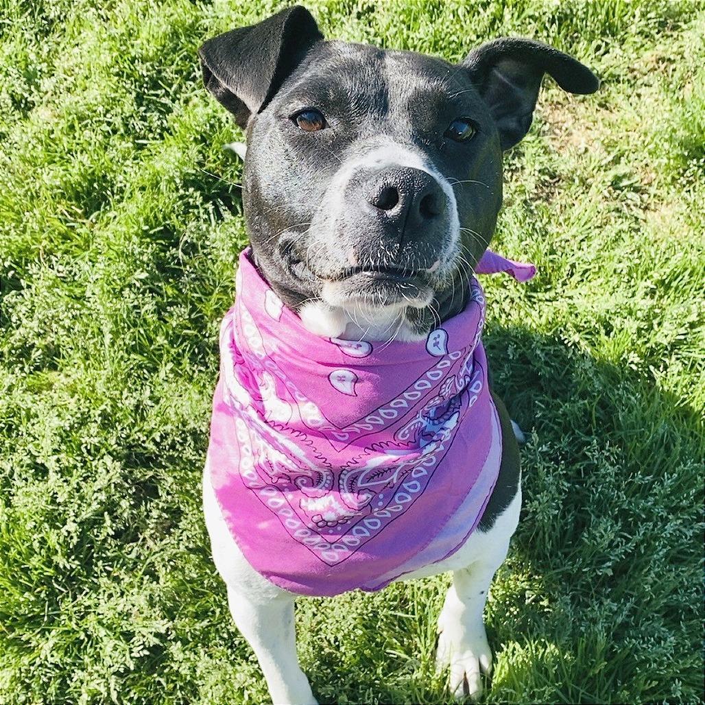 Enlarge Shelbourne (Shelby-shark), a Adoptable Mixed Breed in Memphis, TN image 1/6