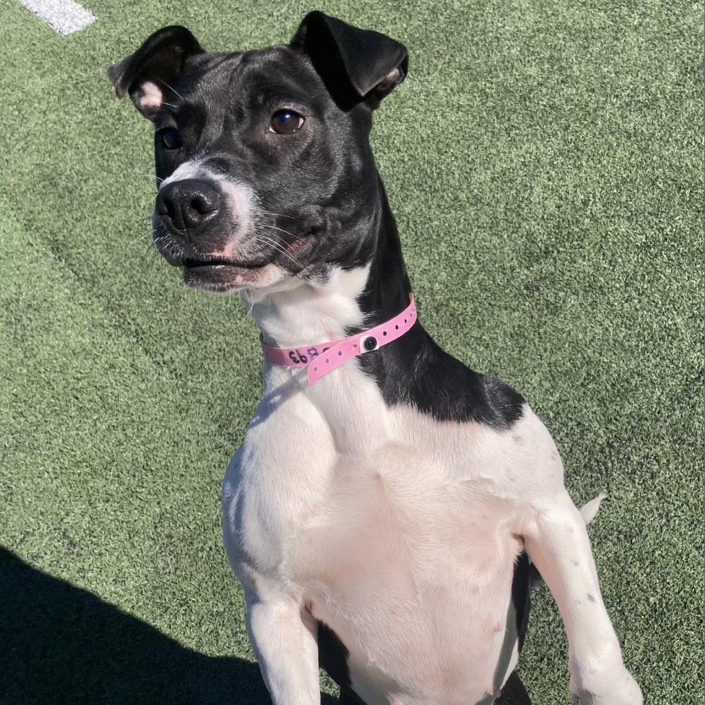 Shelbourne (Shelby-shark), Adoptable, Adult Female Mixed Breed.