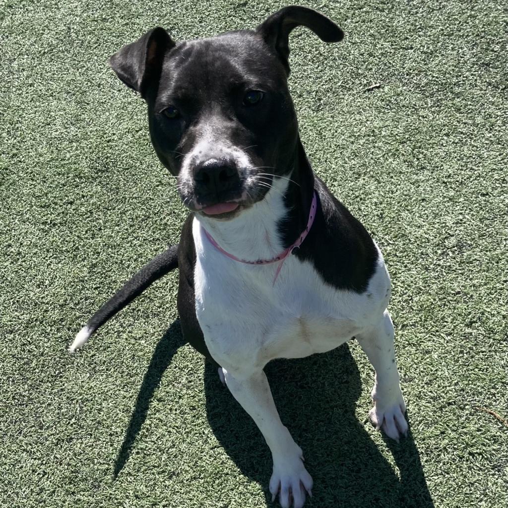 Enlarge Shelbourne (Shelby-shark), a Adoptable Mixed Breed in Memphis, TN image 2/6