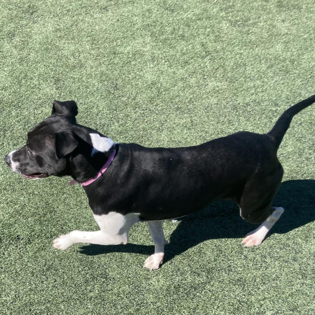 Enlarge Shelbourne (Shelby-shark), a Adoptable Mixed Breed in Memphis, TN image 3/6