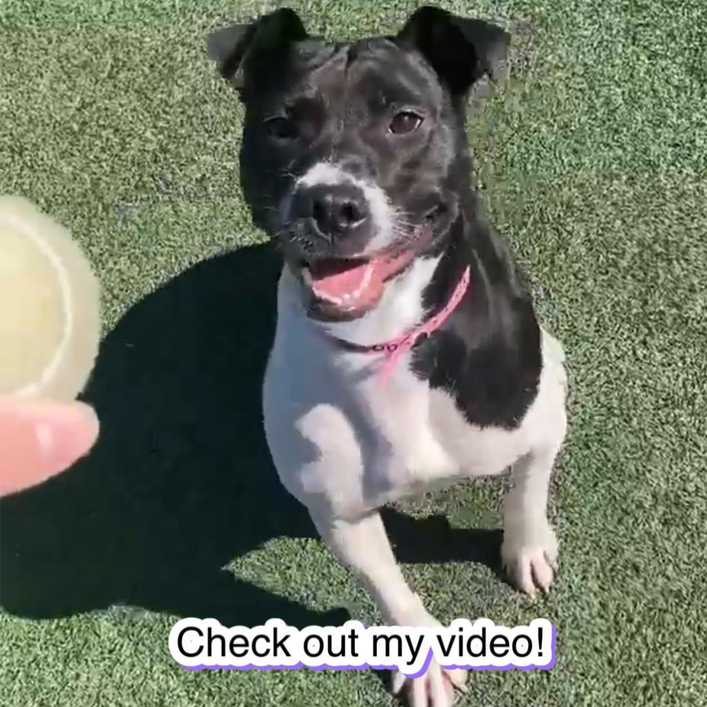 Enlarge Shelbourne (Shelby-shark), a Adoptable Mixed Breed in Memphis, TN image 6/6