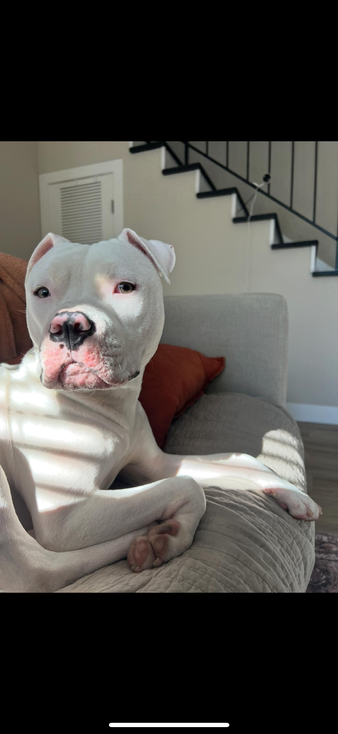 Dumpling, Adoptable, Young Male Pit Bull Terrier.