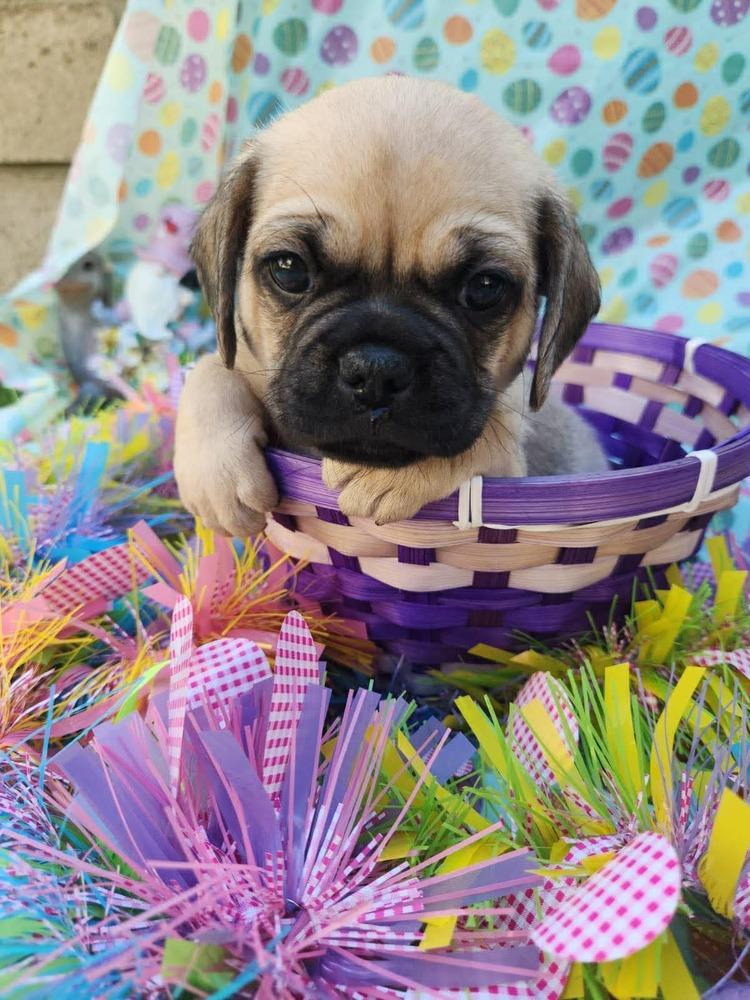Cameroon, Adoptable, Puppy Male Pug & French Bulldog.