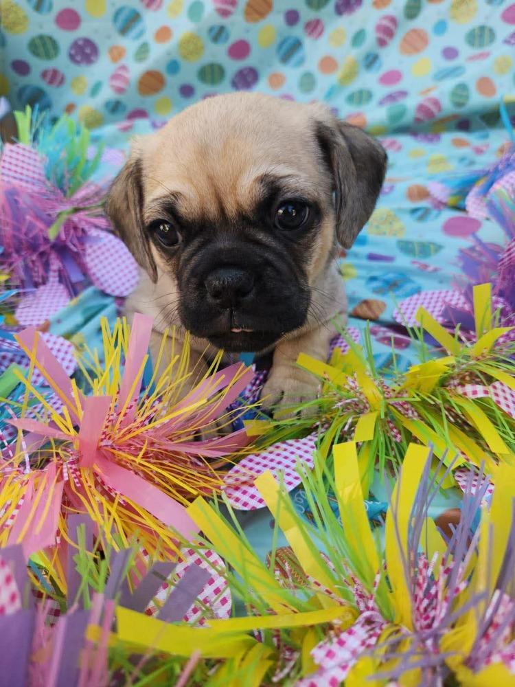 Enlarge Cameroon, a Adoptable mixed breed in Mission Viejo, CA image 2/5