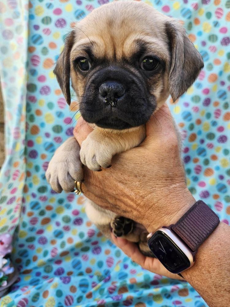 Enlarge Cameroon, a Adoptable mixed breed in Mission Viejo, CA image 3/5