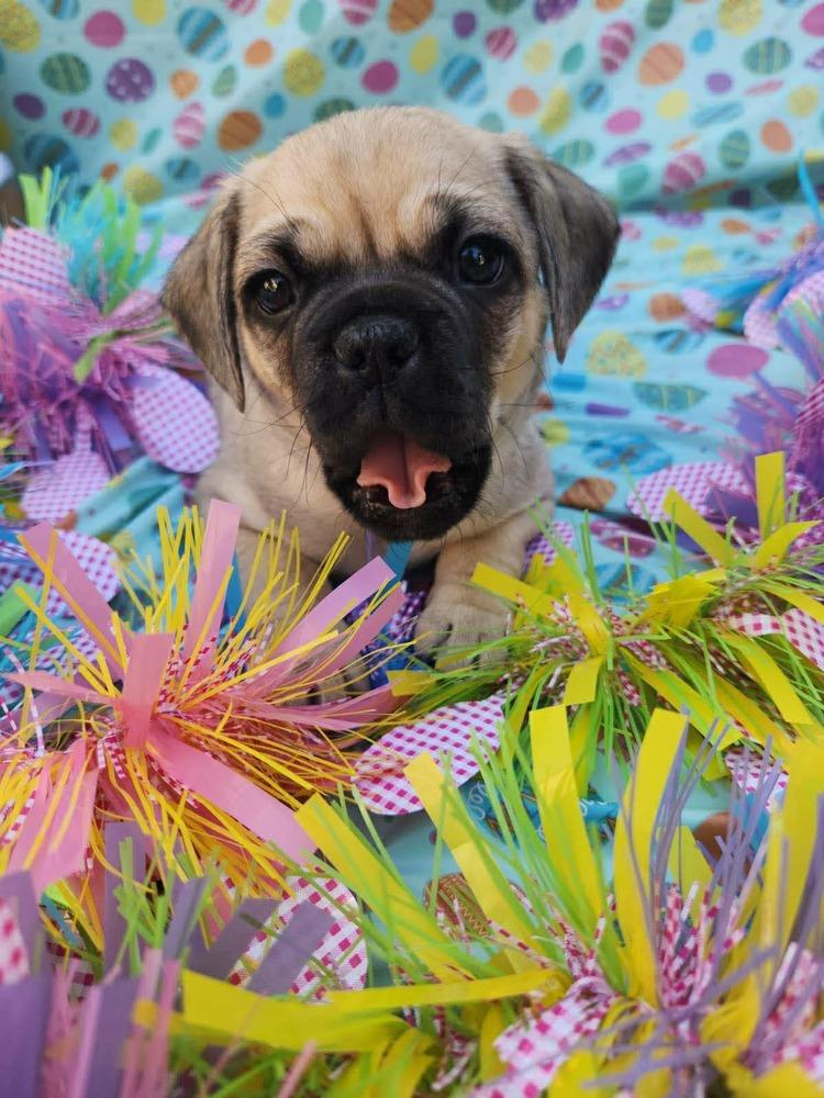 Enlarge Cameroon, a Adoptable mixed breed in Mission Viejo, CA image 4/5