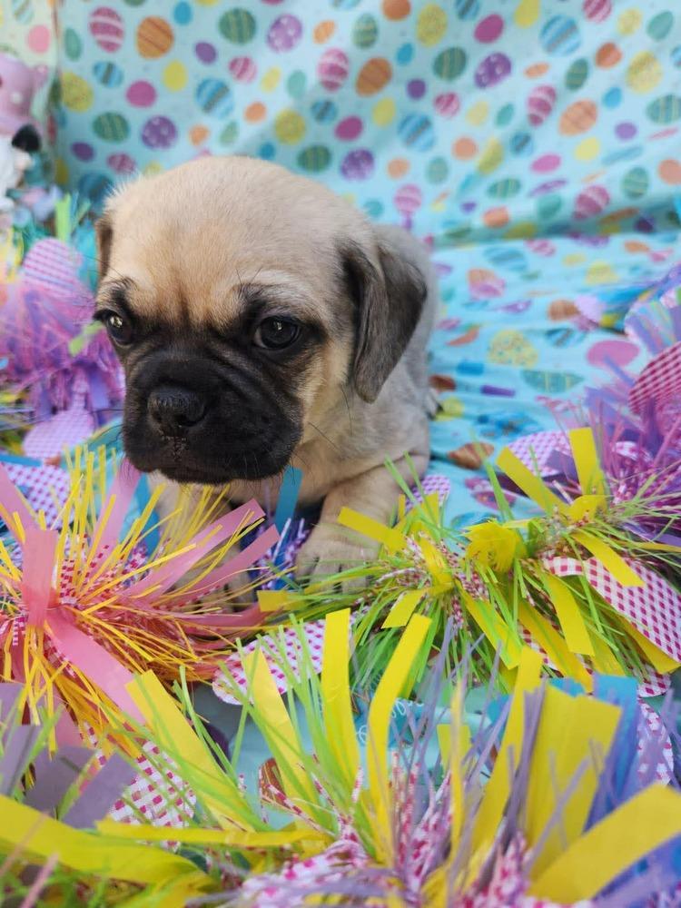 Enlarge Cameroon, a Adoptable mixed breed in Mission Viejo, CA image 5/5