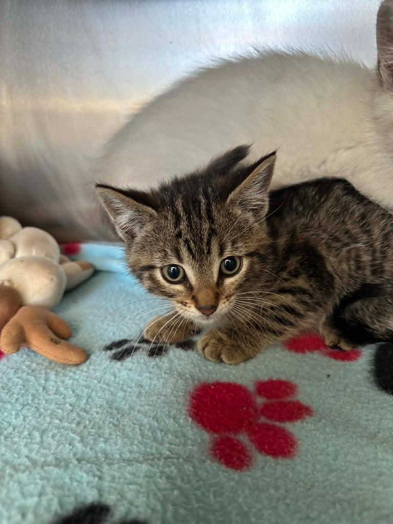 Enlarge Tiger, a Adoptable mixed breed in Detroit, MI image 1/1