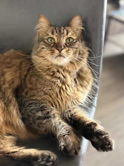 Bug, Adoptable, Adult Male Domestic Short Hair & Domestic Short Hair.