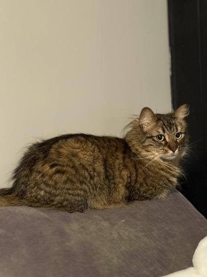 Enlarge Bug, a Adoptable mixed breed in Bellevue, WA image 2/3