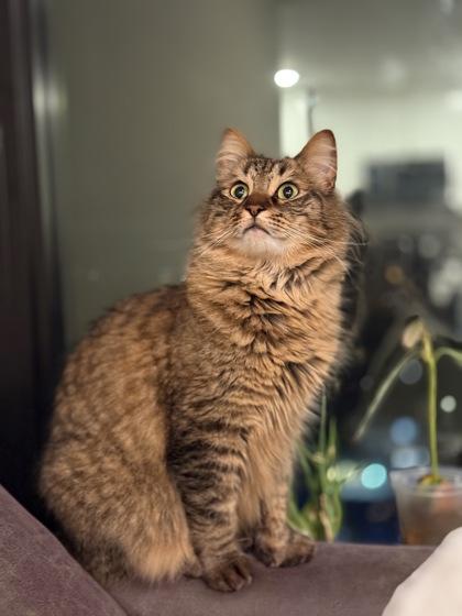 Enlarge Bug, a Adoptable mixed breed in Bellevue, WA image 3/3