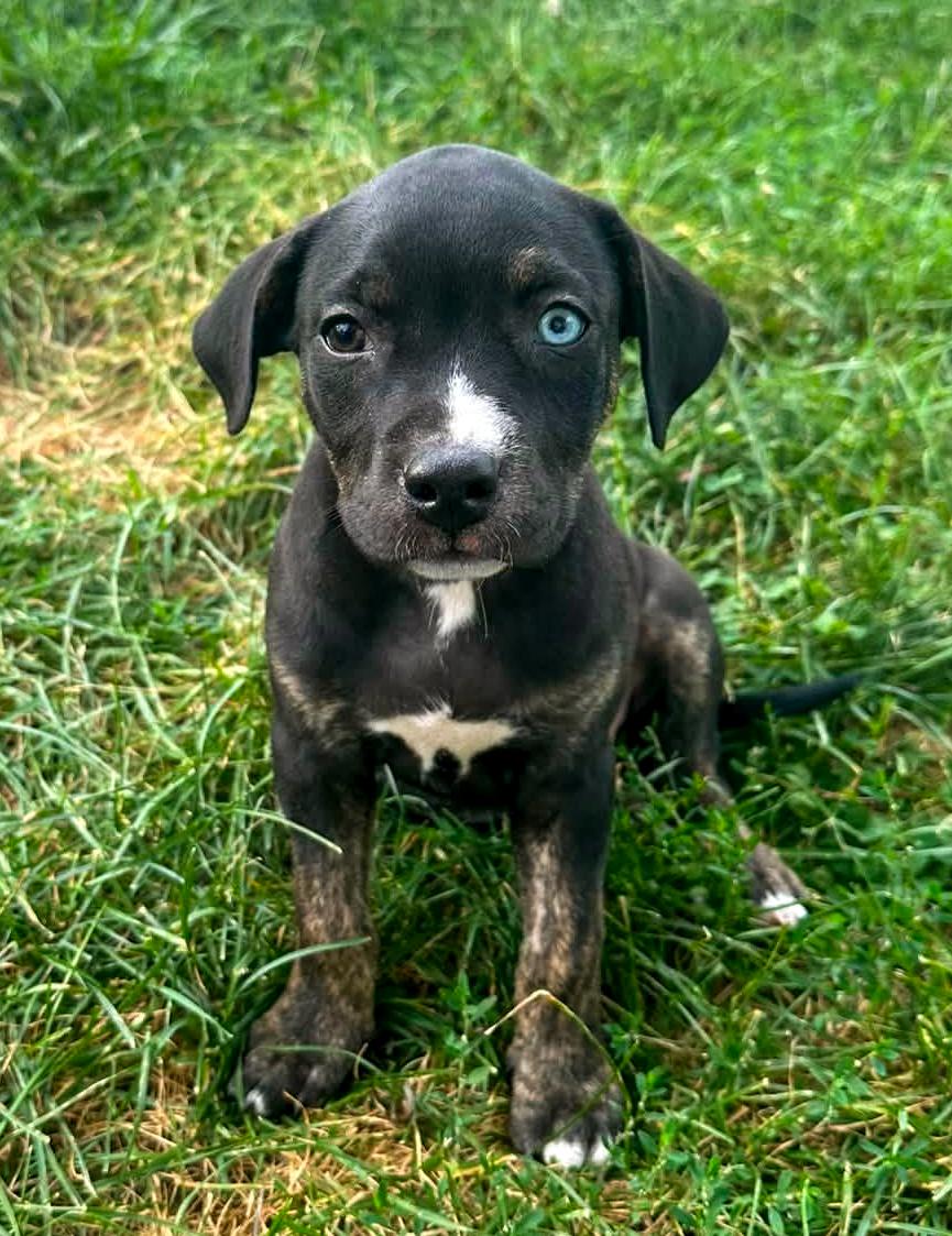 Enlarge INDIE- Needs a forever home, an adopted Terrier in Birmingham, MI image 4/4