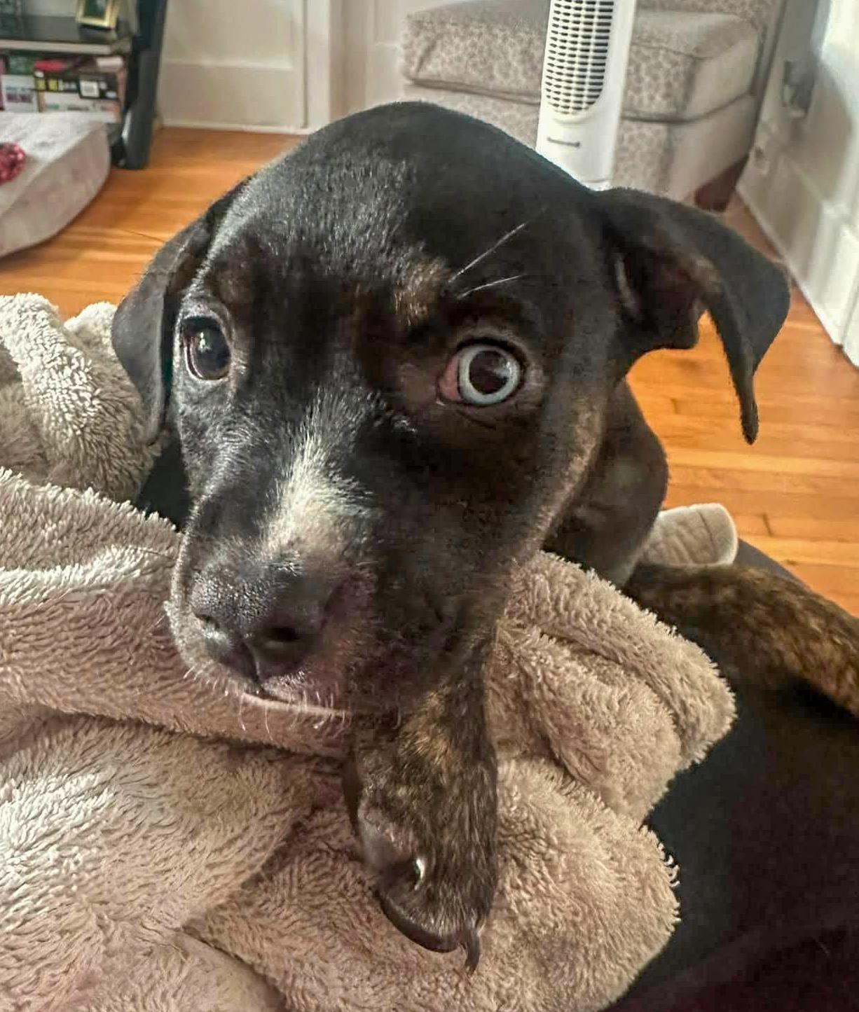 Enlarge INDIE- Needs a forever home, an adopted Terrier in Birmingham, MI image 2/4