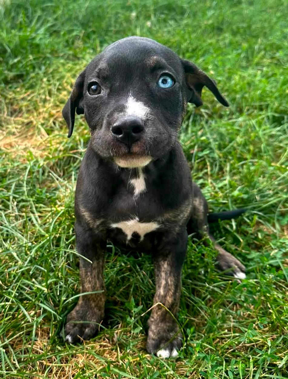 Enlarge INDIE- Needs a forever home, an adopted Terrier in Birmingham, MI image 1/4