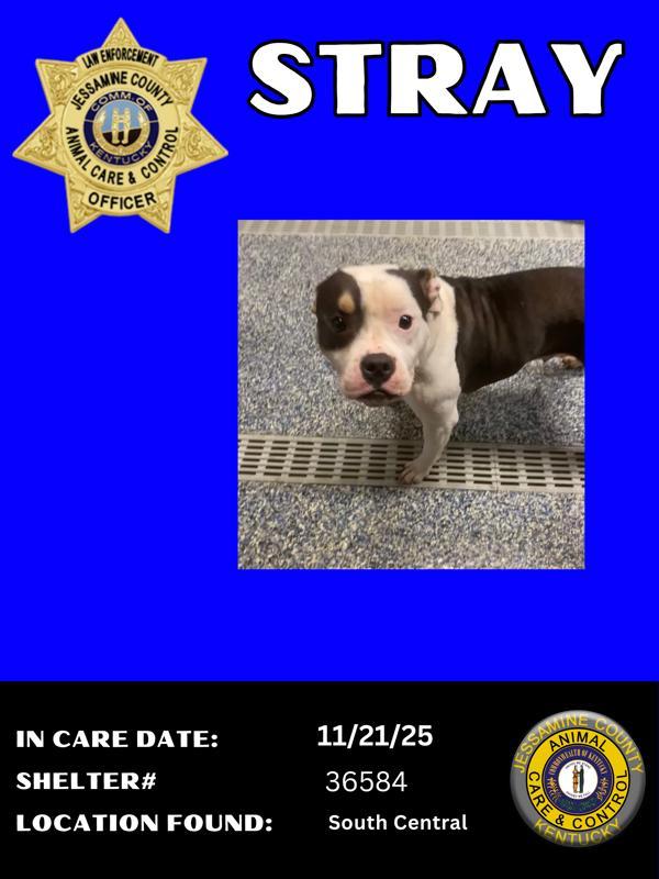 Enlarge Polly, a Adoptable mixed breed in Nicholasville, KY image 1/2