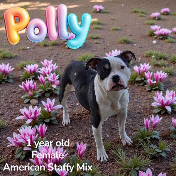 Enlarge Polly, a Adoptable mixed breed in Nicholasville, KY image 2/2