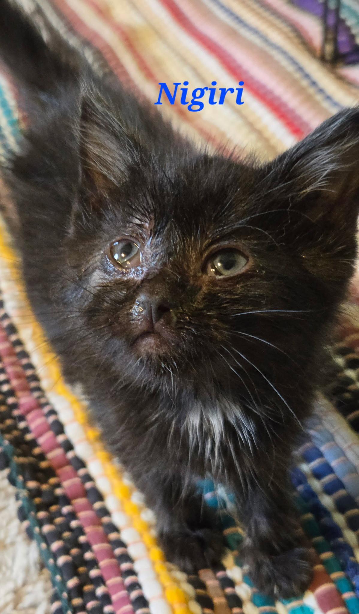 Enlarge Nigiri, a Adoptable Domestic Short Hair in Williamsburg, IA image 1/3