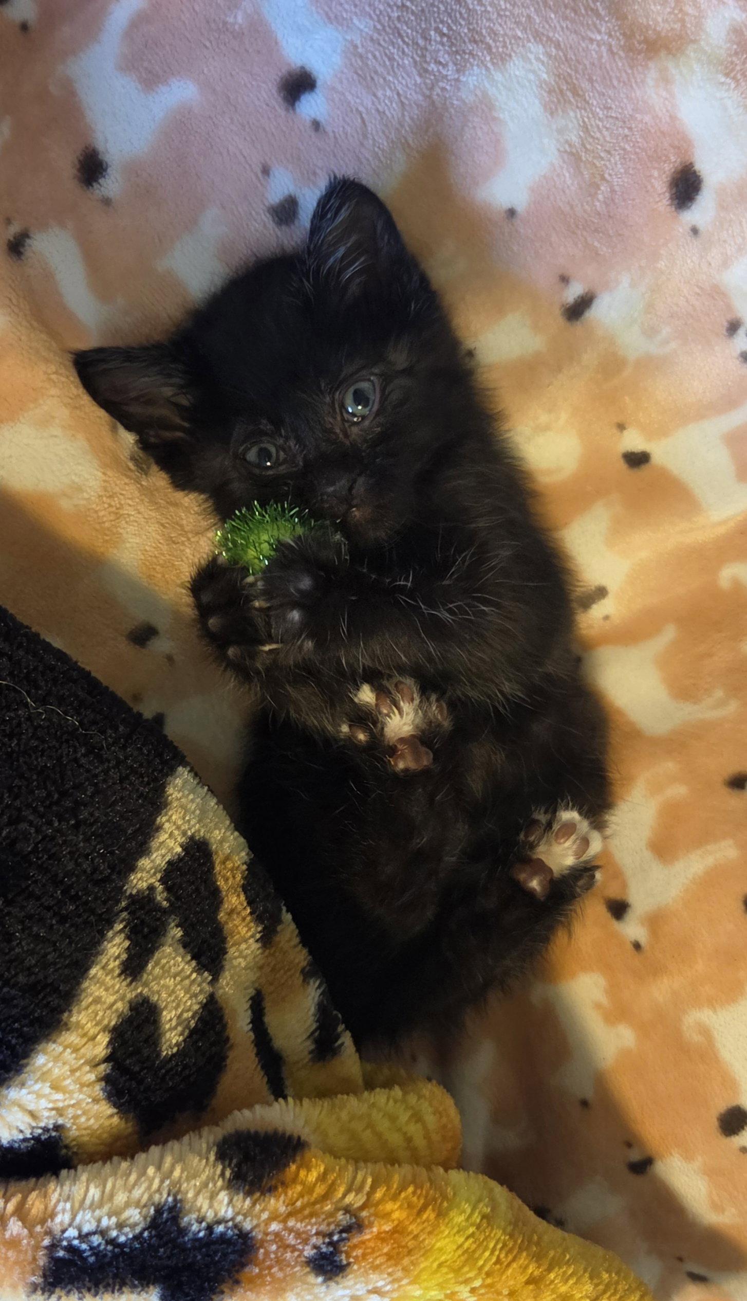 Enlarge Nigiri, a Adoptable Domestic Short Hair in Williamsburg, IA image 2/3